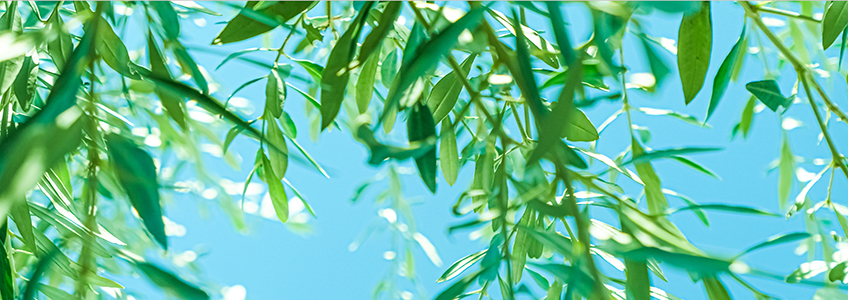 Il direttore del FUNIBER in Italia sta studiando gli effetti fitochimici delle foglie di olivo su vari disturbi