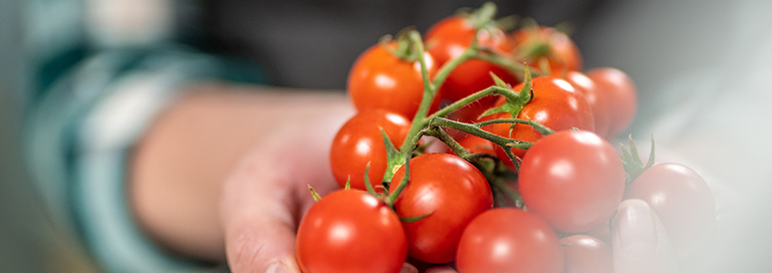 Il direttore di FUNIBER Italia affronta la prevenzione delle infezioni fungine nel pomodoro ciliegino