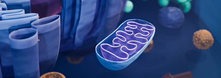 Il dott. Maurizio Battino partecipa a uno studio che analizza il ruolo del coenzima Q nella terapia alimentare anti-invecchiamento